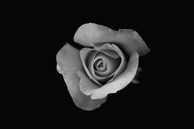 Close-up of rose against black background