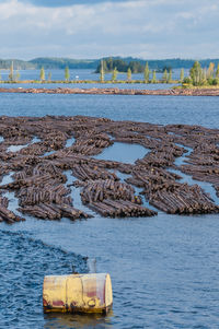 Logs floating on lake