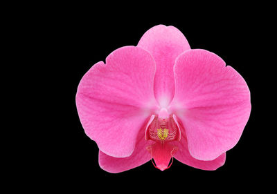 Close-up of pink flower against black background