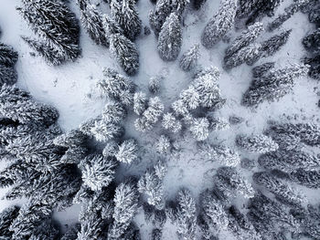 Full frame shot of pine trees during winter