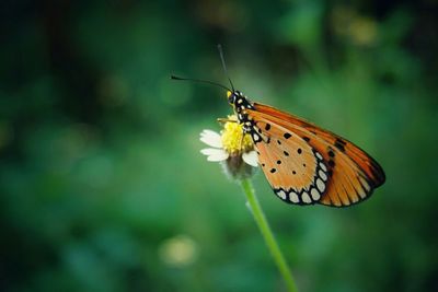 Close-up of butterfly on flower