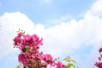 Close-up of pink bougainvillea blooming against sky