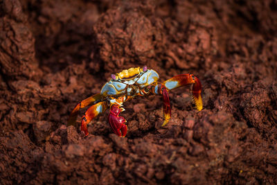 Close-up of crab on rock at beach