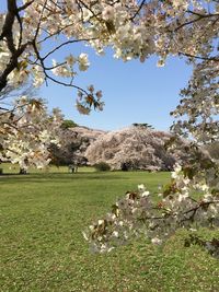 Trees on field against clear sky