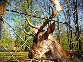 Deer in a field