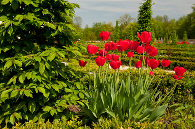 Red poppies blooming on tree against sky