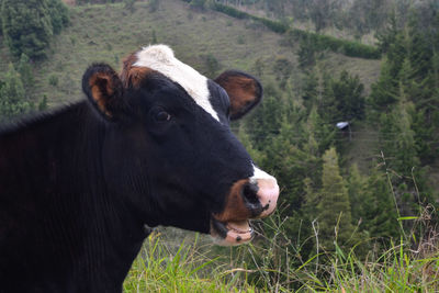 Cow on field