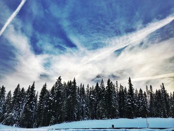 Pine trees on snow covered mountain against sky