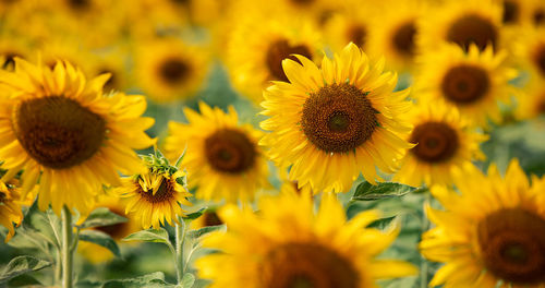 Close-up of sunflowers