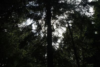 Low angle view of trees in forest