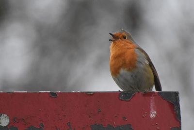 Close-up of a robin perching on railing