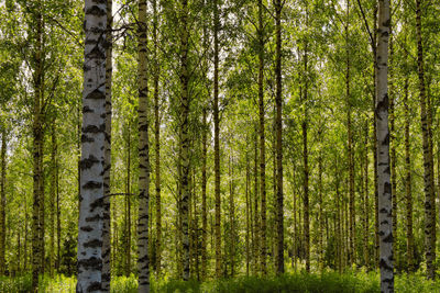 View of trees in forest