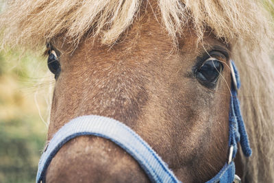 Close-up of a horse