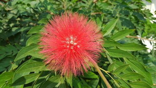 Close-up of red flower