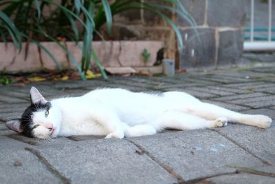 Close-up of cat sleeping outdoors