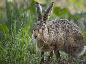 Close-up of rabbit on field