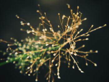 Close-up of plant against blurred background