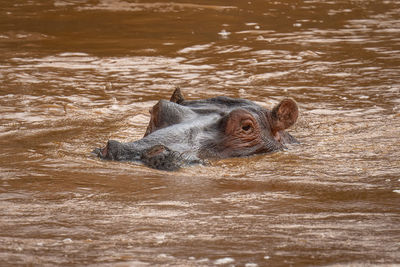 Hippo stands watching camera from muddy river