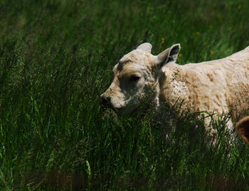 Close-up of sheep on field