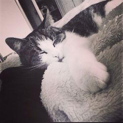 domestic cat