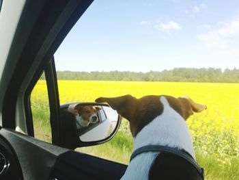 Dog in car on field against sky