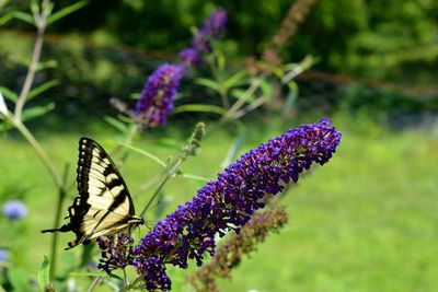 Close-up of butterfly pollinating on purple flower