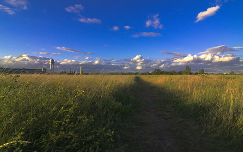 Scenic view of rice field against sky