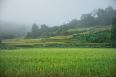 Scenic view of agricultural field against sky