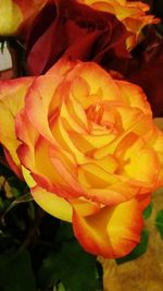 Close-up of flower blooming outdoors