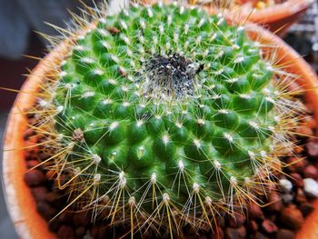 Close-up of cactus