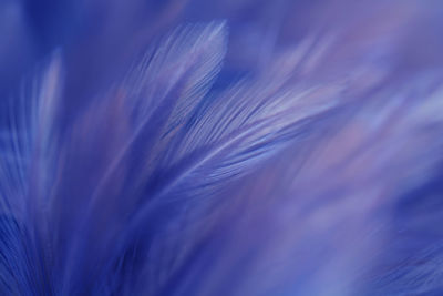 Full frame shot of blue feather