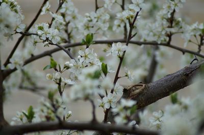 Close-up of cherry blossom on tree