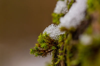 Close-up of snow on plant