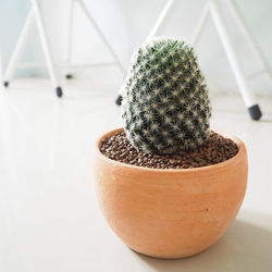 Close-up of succulent plant on table