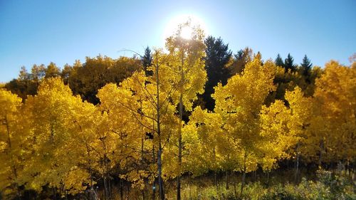 Close-up of yellow flower tree against sky