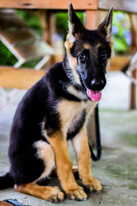 Close-up portrait of dog sitting outdoors