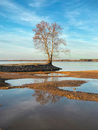 Bare tree by lake against sky