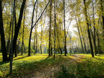 Trees in forest during autumn