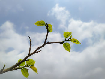 Close-up of yellow flowering plant against sky