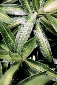 Full frame shot of wet plant