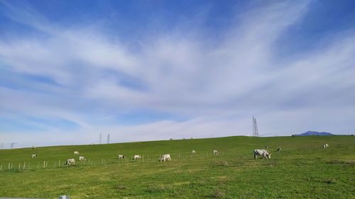 Horses grazing in a field