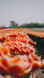 Close-up of red flowering plant against sky