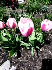 Close-up of pink tulip flowers