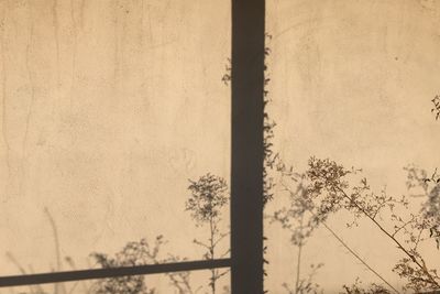 Close-up of tree against sky