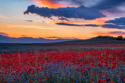 Scenic view of flowering field against sky during sunset
