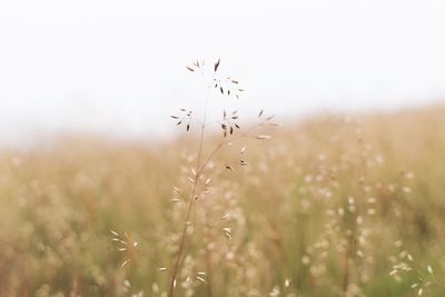 Close-up of wildflowers growing in field