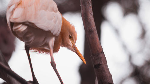 Close-up of bird perching outdoors