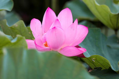 Close-up of pink flower