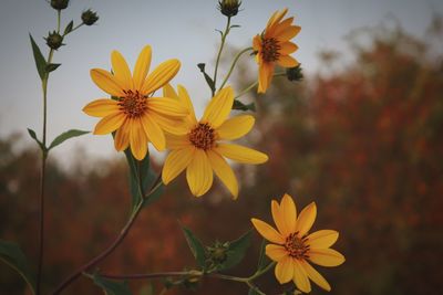 Close-up of yellow cosmos flowers