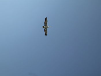 Low angle view of airplane flying in sky